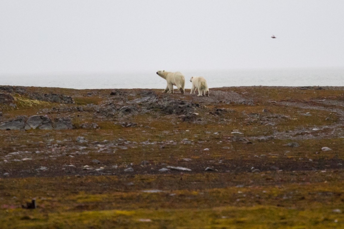 Samica niedźwiedzia polarnego z młodym