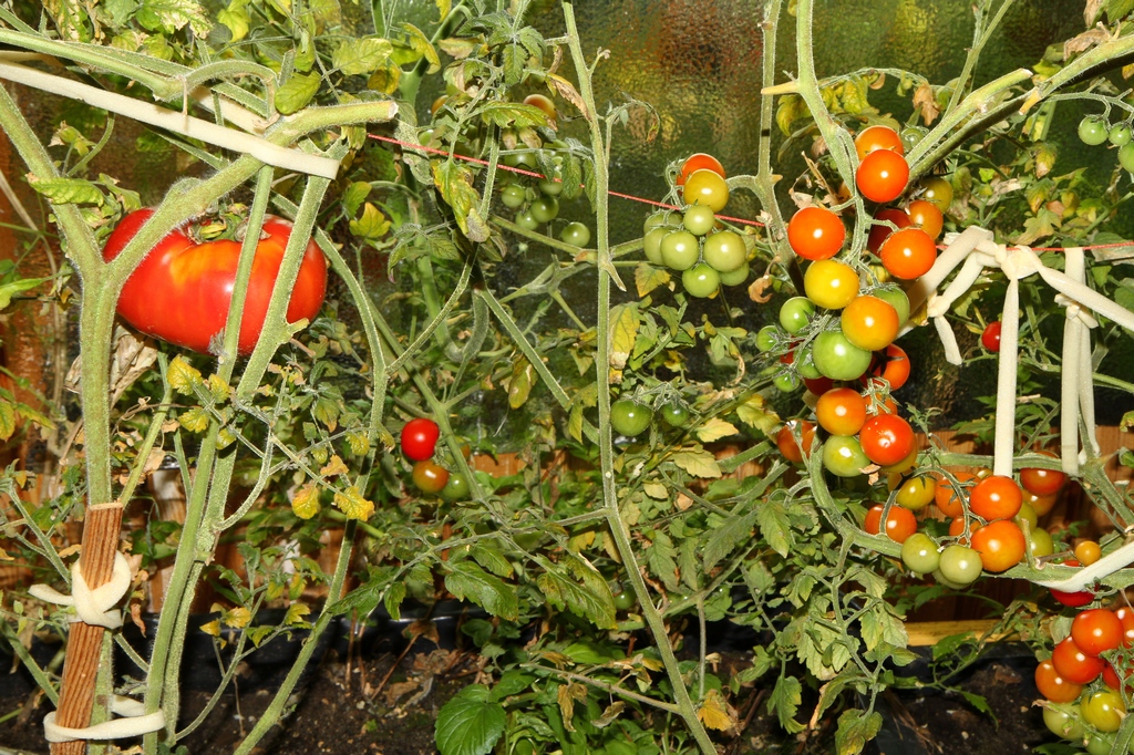 Pomidory koktajlowe