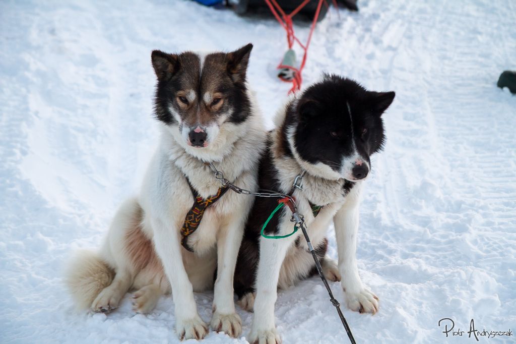Psi zaprzęg z Longyearbyen
