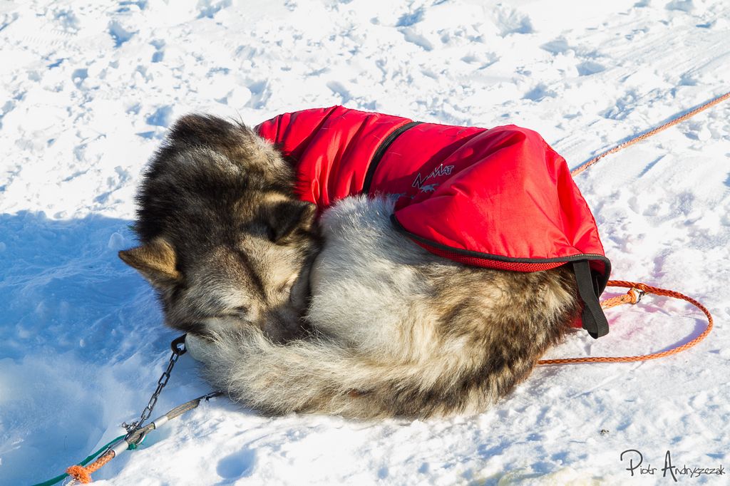 Psi zaprzęg z Longyearbyen