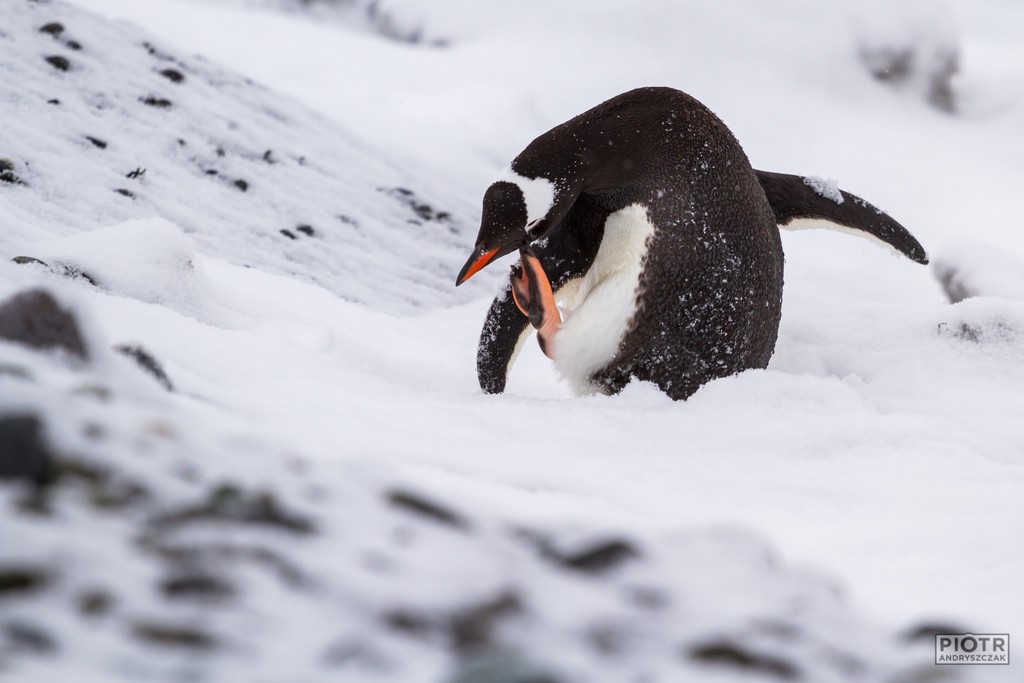pingwin białobrewy