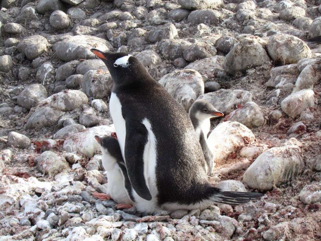 Młode pingwina białobrewego