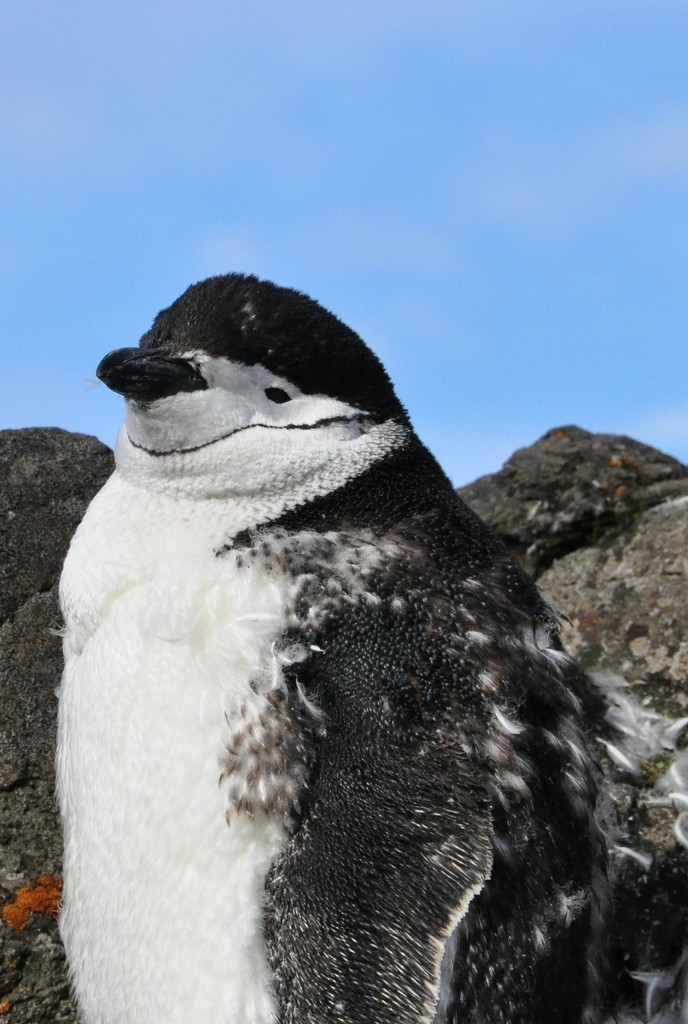 Przepierzający się pingwin maskowy