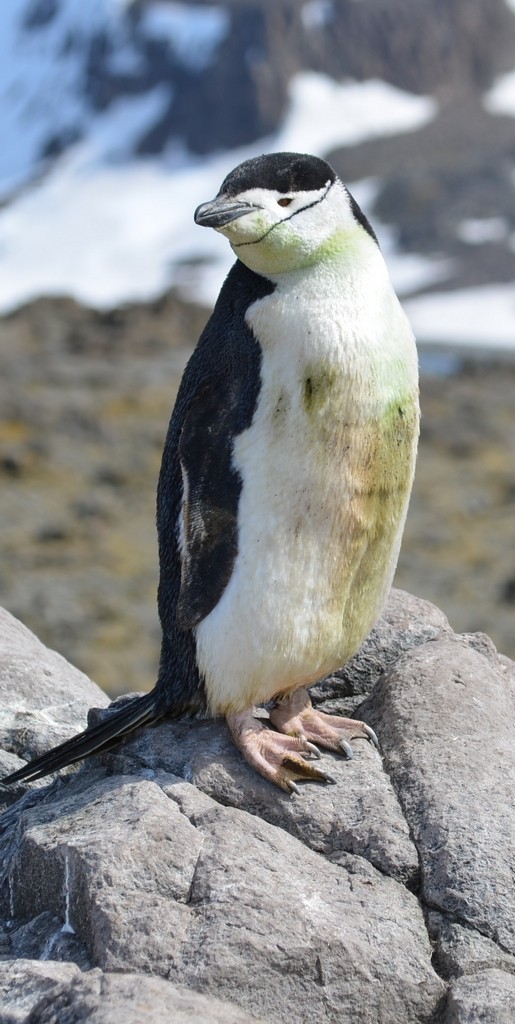 pingwin maskowy